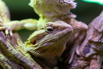 Close up of a bearded dragon on a tree branch.