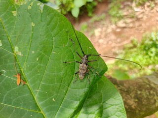 bug on leaf