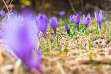 Spring growing flowers and nature that comes alive