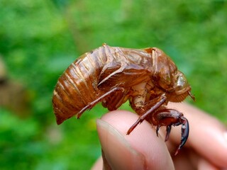 cockroach on a hand