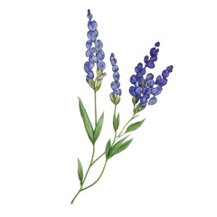 Fototapeta premium Blue lavender flowers on stems with green leaves in watercolor style