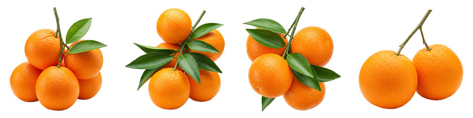set of oranges on branch in multiple style isolated