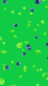 blueberry and mint leaf falling isolated on green background animation,cold fresh summer drink and cosmetics vertical social media motion design element	