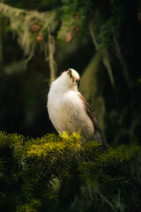 Pleasant little bird 