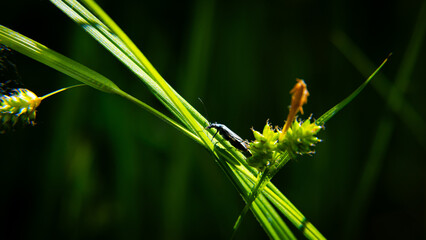 Close-up of an insect in the wild.