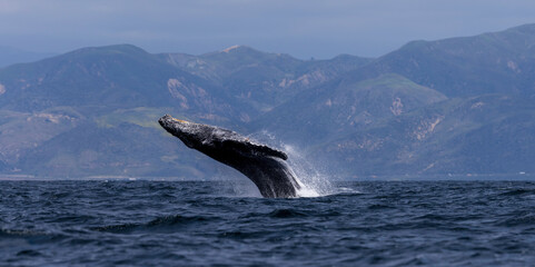 humpback whale in the sea, humpback breach , Santa Barbara 