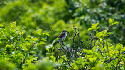 Forest birds perched on trees, blending harmoniously with the surrounding woodland
