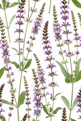 Fototapeta premium salvia officinalis flowers seamless pattern