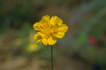 Obraz premium Coreopsis lanceolata ‘Early Sunrise’ - Early Sunrise Coreopsis Close-up 