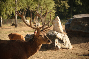 Hoofed animals roaming freely in an eco-park, surrounded by lush greenery and natural landscapes.