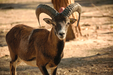 Hoofed animals roaming freely in an eco-park, surrounded by lush greenery and natural landscapes.