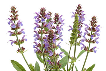 Naklejka premium common sage isolated on white background