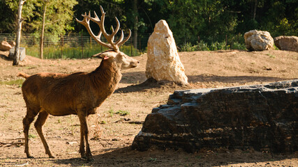 Hoofed animals roaming freely in an eco-park, surrounded by lush greenery and natural landscapes.