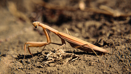 Close-up of a brown praying mantis, showcasing its intricate features and details