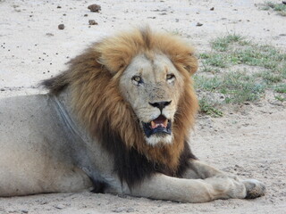 Naklejka premium Male Lion seen from an open vehicle safari