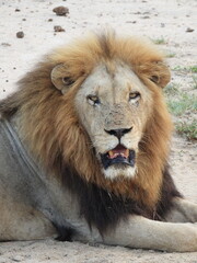 Male Lion seen from an open vehicle safari