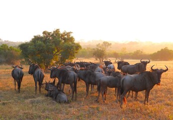 Herd of wildebeest in South Africa