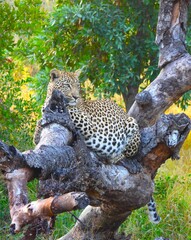 Leopard in a tree on a South African open vehicle safari. 