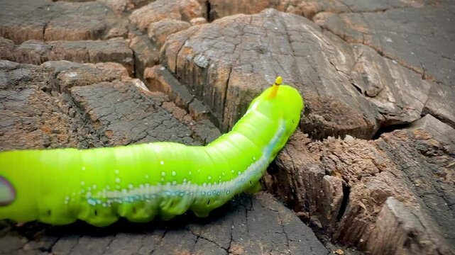  caterpillar on a branch wood background