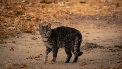 playful cats enjoying their walk outdoors.