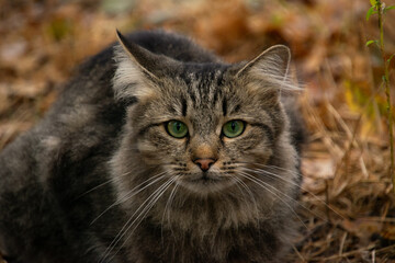 A curious cat exploring the autumn forest, surrounded by colorful fallen leaves and warm sunlight.