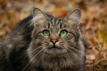 A curious cat exploring the autumn forest, surrounded by colorful fallen leaves and warm sunlight.
