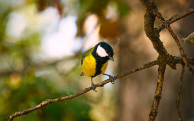 Curious tit on a branch close-up in warm tones.
