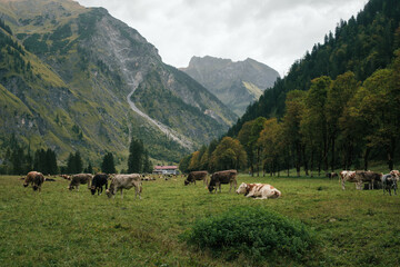 The valley Oytal in the south from the German town Oberstdorf with cows and the Oytalhaus in the background.