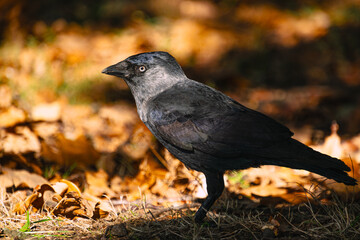 A raven walking through autumn leaves in detail.

