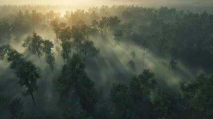 Fototapeta premium Misty sunrise over lush forest aerial view nature photography serene environment tranquil concept