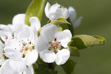 Fruit berry tree flower buds from close range