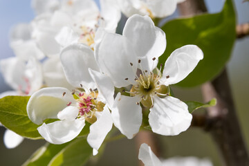 Fruit berry tree flower buds from close range