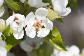 Obraz premium Fruit berry tree flower buds from close range