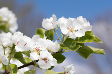 Fototapeta premium Fruit berry tree flower buds from close range