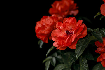 Fototapeta premium A stunning close-up of deep red roses glistening with fresh raindrops, set against a velvety black background.