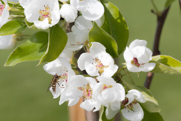 Fruit berry tree flower buds from close range