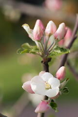 Obraz premium Fruit berry tree flower buds from close range
