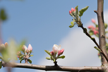 Fruit berry tree flower buds from close range