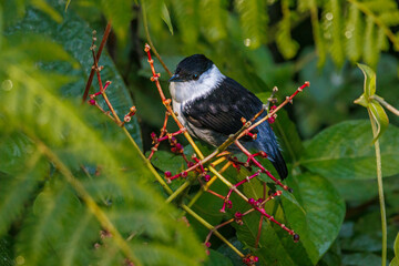 In the rainforest, a black-and-white bird examines a cluster of small fruits, searching for a ripe one
