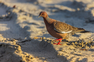 A colorful wild pigeon wandered along the beach on an early sunny morning