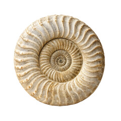 Obraz premium Detailed Close-up of a Fossil Ammonite Shell PNG and transparent background 