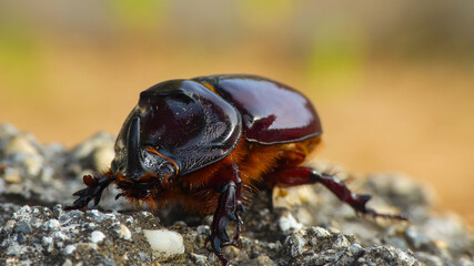 rhinoceros beetle