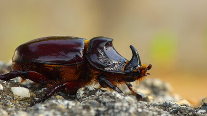 rhinoceros beetle