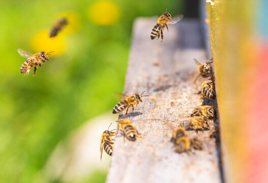 Close up of flying bees. Wooden beehive and bees.