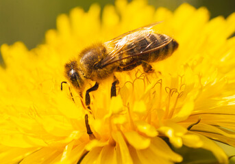 The image shows a bee on a flower, serving as a pollinator.
