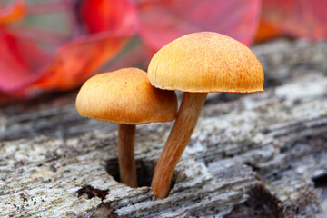 Mushrooms on trunk