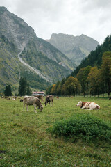 The valley Oytal in the south from the German town Oberstdorf with cows and the Oytalhaus in the background.