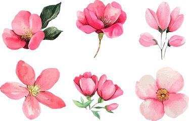 watercolor set of pink flowers