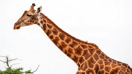 Naklejka premium giraffe in the wild