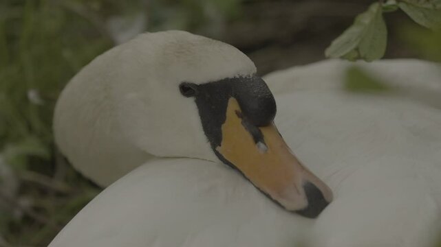 Detailed shots of a male White Swan